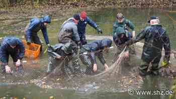 Unterstützt vom Angelverein: Tornescher Karpfenteich am Birkenhain wird 2021 wieder abgefischt - shz.de