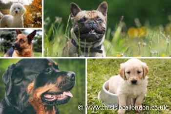 UK's most expensive dog breeds revealed from Bull Dogs to Golden Retrievers - Full list