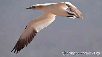Dead birds found along Cape Breton beaches - CTV News Atlantic