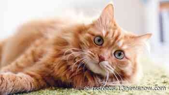 Rabid cat attacks 3 farm workers in Southampton County, health officials say