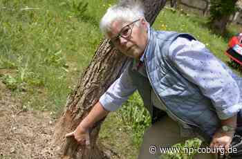Ludwigsstadt - Baumfrevel an der Michaeliskirche - Neue Presse Coburg