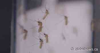 Rain, sunshine… mosquitoes? Calgary’s flying pest forecast - Global News