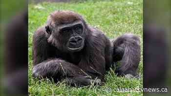COVID-19 vaccine did not cause gorilla's liver cancer: Calgary Zoo | CTV News - CTV News Calgary