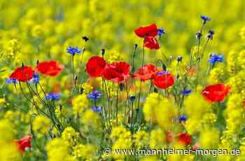 Wetter in Mannheim: Hoch Tim brachte im Mai milde Luft - Mannheim - Nachrichten und Informationen - Mannheimer Morgen