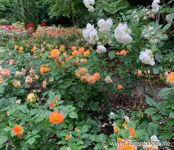Mannheim: Das größte Rosarium Baden-Württembergs blüht wieder - Regenbogen