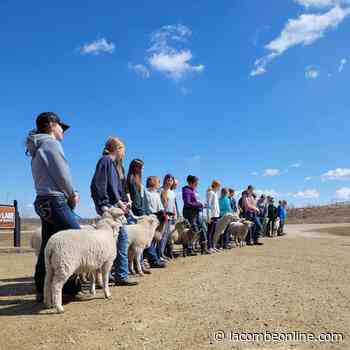 4-H Clubs to celebrate Achievement Day in Lacombe this weekend - LacombeOnline.com