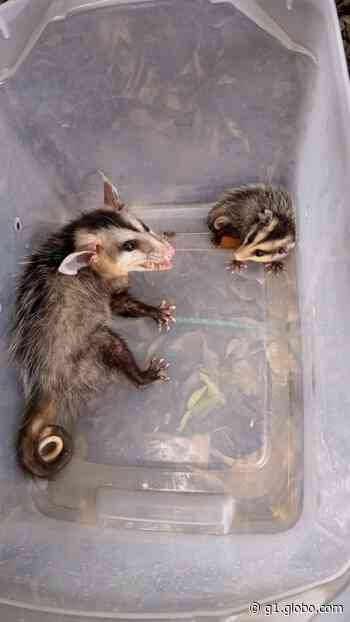 Família de saruês aparece em creche de Capivari e desperta curiosidade de crianças no local - Globo.com