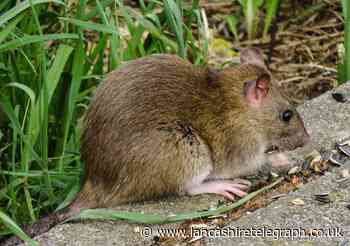 Locals tell family 'not to worry' about giant rats