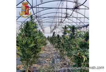 Piantagione di marijuana in un'azienda agricola, titolare arrestato - Soverato Web