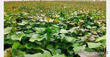 "La Spagna potrebbe produrre fino al 40 per cento in meno di patate dolci rispetto allo scorso anno" - Freshplaza.it