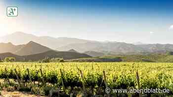 Vier Flaschen: Weine, die nach der argentinische Sonne schmecken - Hamburger Abendblatt