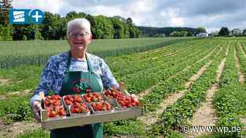 Meschede: Preise, Zeiten, Tipps - alles rund ums Erdbeerfeld - WP News