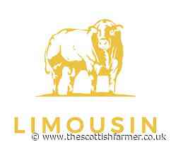 Garyvaughan tops Welshpool Limousin sale at 10,000gns for Colin Lewis – Salers to 7000gns - The Scottish Farmer