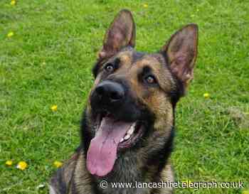 Dog spotted running on hard shoulder and carriageway of M66