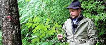 Forstarbeiten entlang der Bundesstraße – Sperren am Dienstag und Mittwoch - Traunsteiner Tagblatt