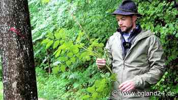 Wegen Baumfällarbeiten im Stadtwald Traunstein: Zeitweise Sperren der B306 - bgland24.de