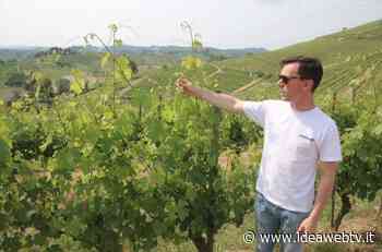 Giacomo Damonte, presidente della Cia Alba, è l’enologo nell’azienda di famiglia Malvirà di Canale - IdeaWebTv
