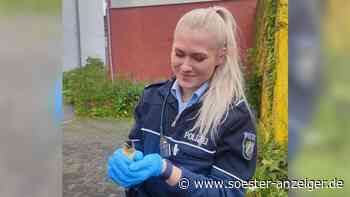 Iserlohn: Drama am Gully – Enten-Küken durch Polizei gerettet - soester-anzeiger.de