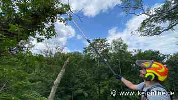 Stadtbetrieb Iserlohn/Hemer fällt 27 Bäume - IKZ News