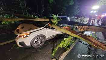 Iserlohn: Baum fällt auf Auto – Fahrer nur leicht verletzt - BILD