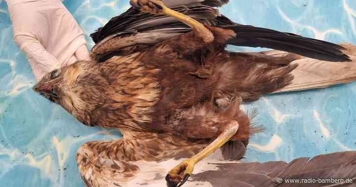 Immer wieder Giftanschläge auf Greifvögel