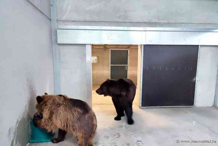 Oekraïense beren Tishka en Sandra komen aan in Bellewaerde: “Dieren helpen, zit in het DNA van ons familiepark”