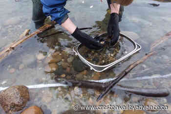 Volunteers needed to help protect Kootenay Lake from aquatic invasive species - Creston Valley Advance