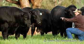 Clunie Range Angus breeds adaptable cattle with profit-driving traits - Farm Online