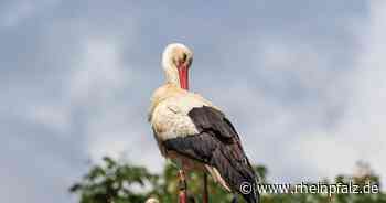 Zoo Heidelberg: Nicht jeder Storch bekommt einen Ring - Heidelberg - Rheinpfalz.de