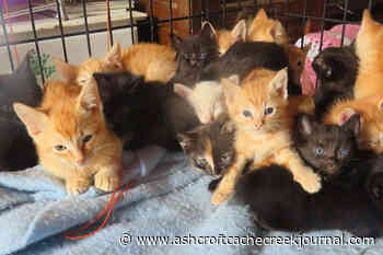 23 kittens rescued from 'hoarding situation' in Vancouver Island home – Ashcroft Cache Creek Journal - Ashcroft Cache Creek Journal