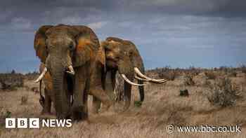Elephant tusk ivory sold on eBay a decade after self-imposed ban