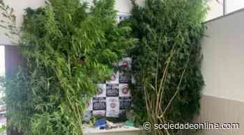 Plantação de maconha é descoberta no quintal de imóvel em Catu - sociedadeonline.com