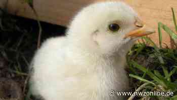 Küken, Kaninchen und Co: Kleintierbörse in Apen findet wieder statt - Nordwest-Zeitung