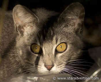 Army investigating attacks on feral cats at Schofield