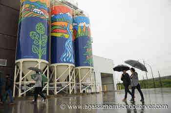 Striking, vibrant, beautiful: Public art on Molson Coors silos unveiled in Chilliwack – Agassiz Harrison Observer - Agassiz Harrison Observer