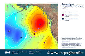 Federal report shows the impact of warming oceans on BC coast – Chilliwack Progress - Chilliwack Progress