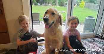 Hudson asking for donations to the Ontario SPCA Renfrew County Animal Centre for 8th birthday - PembrokeToday.ca