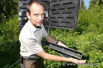 Welche Gefahr von Borkenkäfern für die Region ausgeht - freiepresse.de