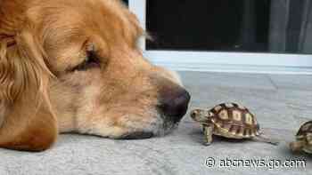 WATCH:  Not even this tiny tortoise can fight the urge to ‘boop’ this golden retriever’s nose
