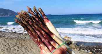 “Maggio mese dell’Asparago Violetto d’Albenga”, la rassegna sull’eccellenza agroalimentare - IVG.it