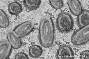 After coronavirus, monkeypox is the new scare. Here's what we know about the virus so far - South Asia Check