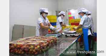 "Europe is attractive for Vietnamese fresh lychee trade, logistics remain key issue" - FreshPlaza.com