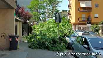 Forte vento a Trani: albero cade su un'auto parcheggiata - Gazzetta del Sud