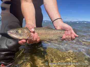 100,000 Lahontan Cutthroat Trout Are Being Stocked Into Lake Tahoe - Field & Stream