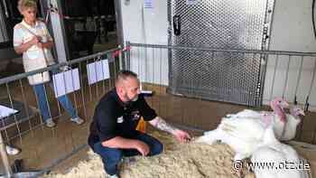 1200 Gäste schauen Gönnataler Puten auf die Schnuten