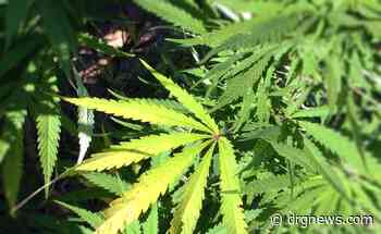 Plant giveaway promotes Thailand's medical marijuana sector - Drgnews