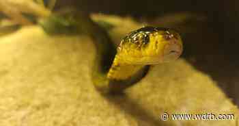 Kentucky Reptile Zoo extracting snake venom for medical research - WDRB