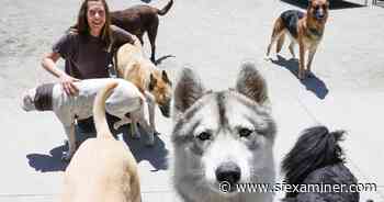 San Francisco pet parents, professionals face new frontier in COVID era - San Francisco Examiner