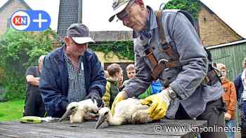 Störche in Ascheffel: Kräftige Jungtiere entwickeln sich prächtig