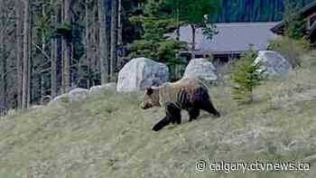 Canmore school placed on lockdown due to grizzly bear | CTV News - CTV News Calgary